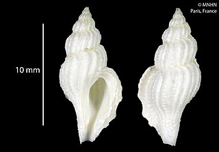<i>Daphnellopsis</i> Genus of gastropods