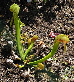 Kaliforniantötterö (Darlingtonia californica)