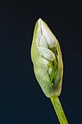 Allium ursinum (wild garlic), flower bud.