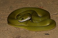 Davidraju Green Keelback.jpg 