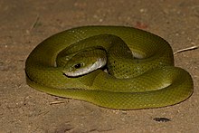 Davidraju Green Keelback.jpg