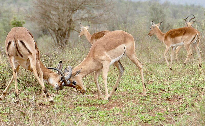 File:Day 11 Impalas (Aepyceros melampus) males locking horns ... (53225989705).jpg