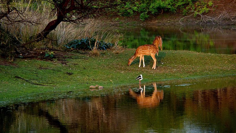 File:Deer, Bhopal.jpg