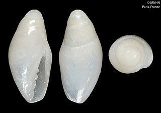 <i>Demissa</i> Genus of gastropods