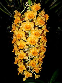 <i>Dendrobium densiflorum</i> Species of orchid