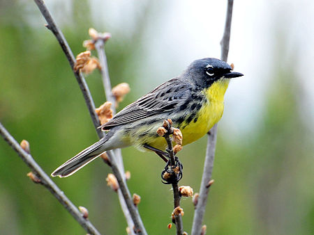 Dendroica kirtlandii -Michigan, USA -male-8 (5).jpg