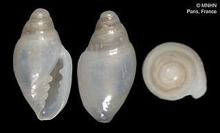 <i>Dentimargo reductus</i> Species of gastropod