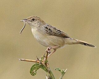 <span class="mw-page-title-main">Desert cisticola</span> Species of bird