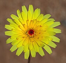 Desert dandelion.jpg