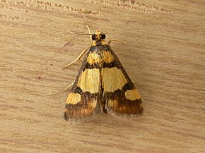 Deuterarcha xanthomela (2910790399) .jpg -kuvan kuvaus.