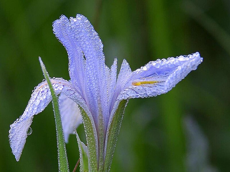 File:Dew on flowers.jpg