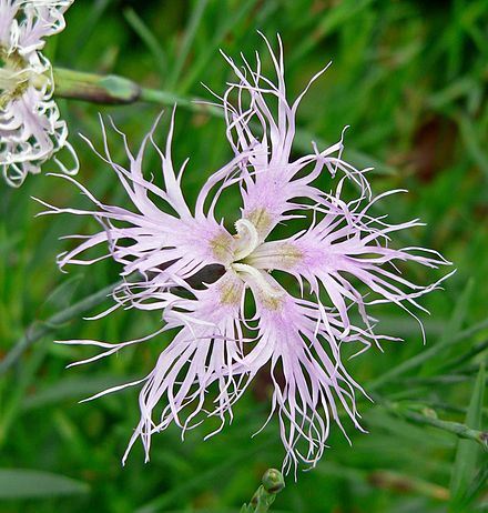 Г 440px-Dianthus_superbus_5