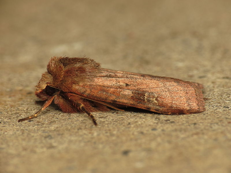 File:Diarsia rubi (14190117325).jpg