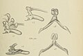 Cleisostoma muticum (as syn. Sarcanthus muticus) figure 448 in: Johannes Jacobus Smith: Die Orchideen von Java Figuren-Atlas - 6. Heft Leiden (1914) (Detail)