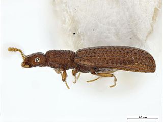 <i>Dienerella</i> Genus of beetles