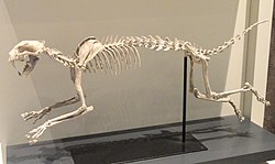 Dinictis felina, South Dakota, USA, Early Oligocene - Royal Ontario Museum - DSC00117.JPG