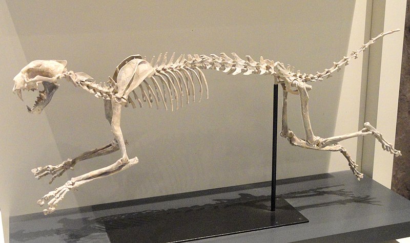 File:Dinictis felina, South Dakota, USA, Early Oligocene - Royal Ontario Museum - DSC00117.JPG