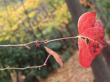 Disanthus cercidifolius