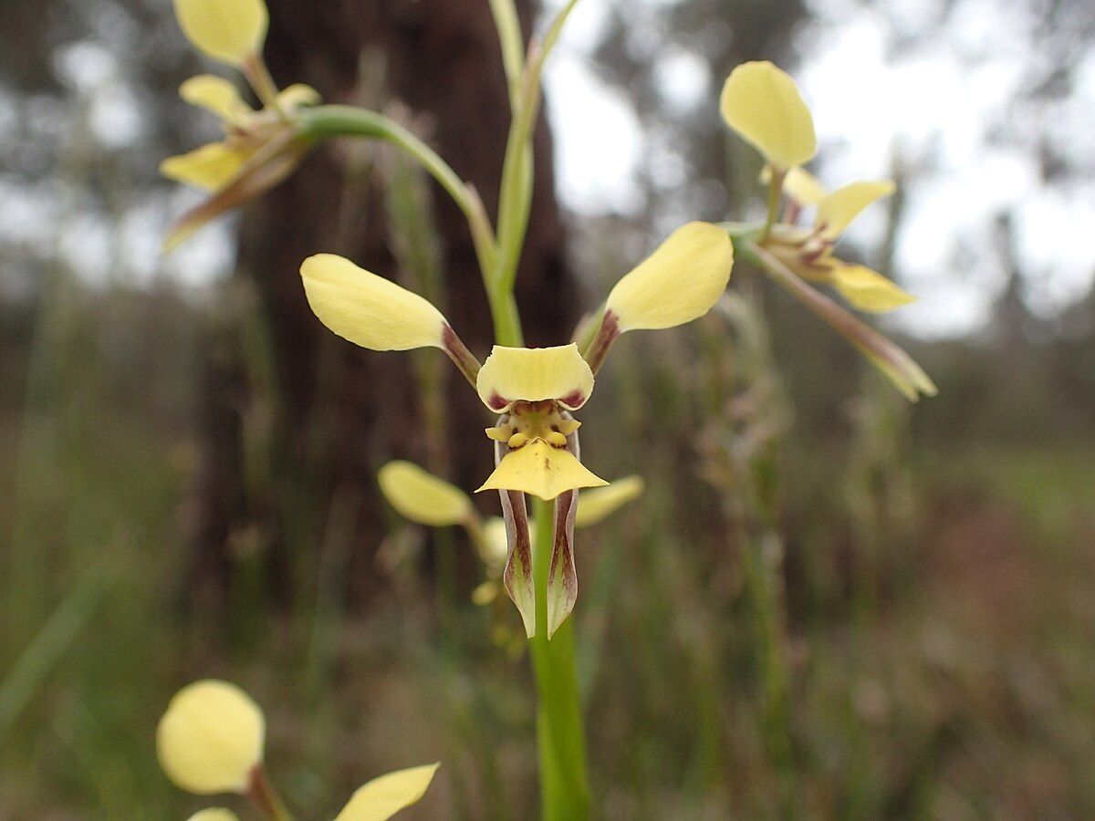 Lan Đào Viên 6 - Page 27 1200px-Diuris_abbreviata_flower