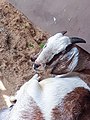 Doe or Nanny ~ Female Goat - Matara , South , Sri Lanka.jpg