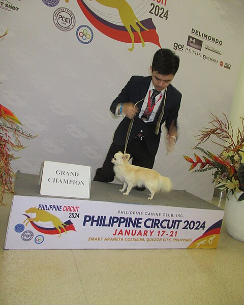 File:Dog conformation show victory11.jpg