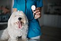 Dog portrait with a veterinarian in blue uniform holding a stethoscope - 51647083727.jpg