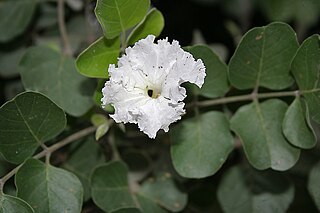 <i>Dolichandrone falcata</i> Species of flowering plant