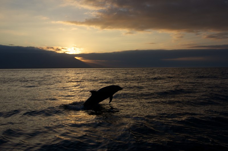 File:Dolphins Leaping off Tagus Cove (6519190905).jpg