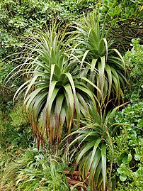 Het felgroene blad van D. fiordense, onder andere groene planten, op de Milford Track.