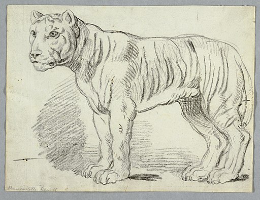 Drawing, Study of a Tiger, ca. 1815 (CH 18126591)