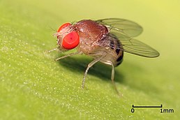 Плодова мушка з роду Drosophila, Танзанія