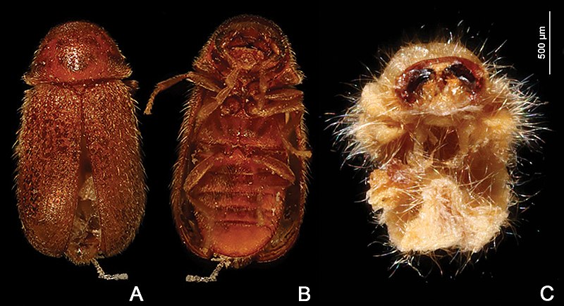 File:Drugstore beetle Stegobium paniceum larva and adult.jpg