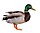 Duck-293474 white background.jpg