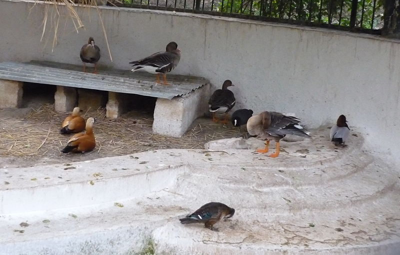 File:Ducks in the zoo-lahore.jpg