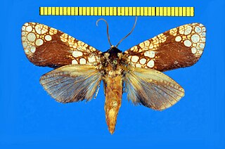 <i>Dudgeonea</i> Genus of moths