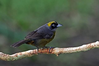 <span class="mw-page-title-main">Dusky-faced tanager</span> Species of bird