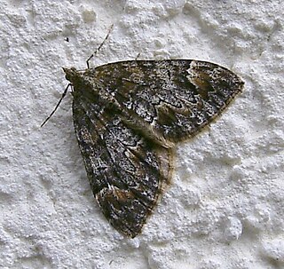 Dysstroma citrata