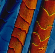 Wool fibers imaged in an ESEM by the use of two symmetrical plastic scintillating backscattered electron detectors. Pseudocolor. ESEM color wool.jpg