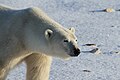 Earring the polar bear (6377696309).jpg