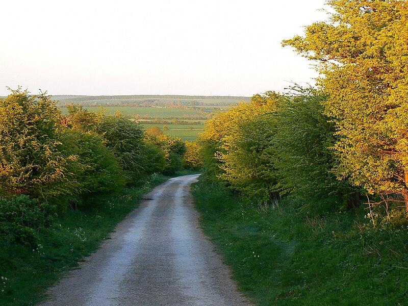 File:East along the Ridgeway, south of Bishopstone, Swindon - geograph.org.uk - 2382892.jpg