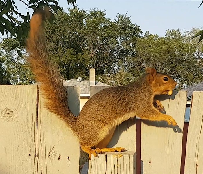 File:Eastern Fox Squirrel 5.jpg