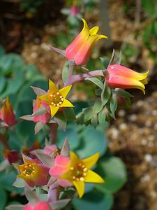 Echeveria gibbiflora Flowers