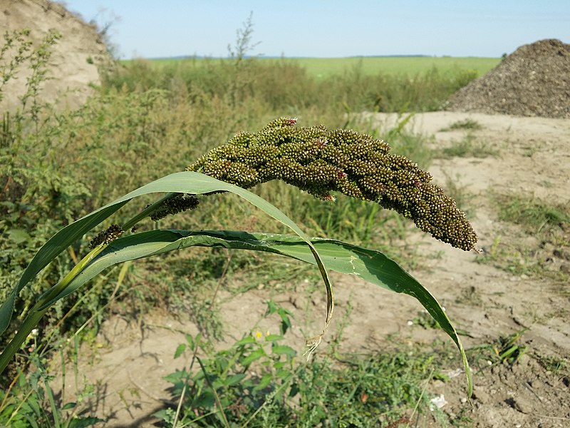 File:Echinochloa esculenta sl19.jpg