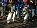 Tučňák císařský v edinburské zoo