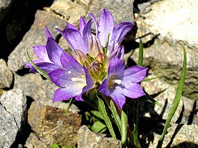 Описание изображения Edraianthus tenuifolius 2.JPG.