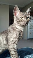 Egyptian Mau Kitten.jpg