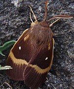 Un bombyx du chêne, mâle, en Norvège