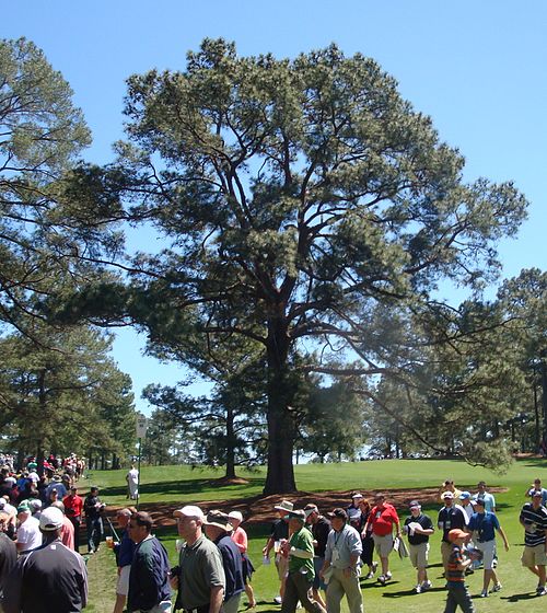 Eisenhower Tree in 2011