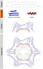 Miniatuur voor Secundaire structuur (eiwitten)