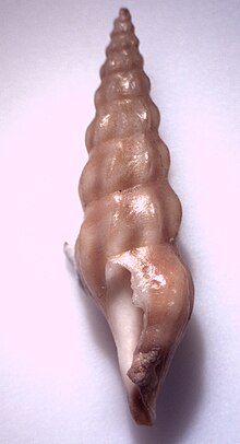 Elaeocyma chinensis 002.jpg